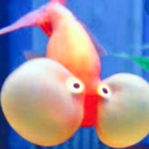 Meet your Posher, Lily